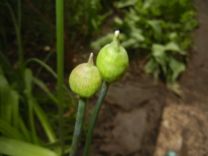 Allium Purple Sensation (2015, April 22)