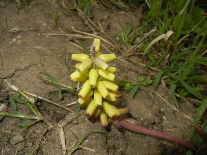 Muscari Golden Fragrance (2015, Apr.22)