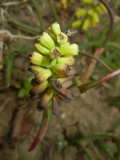 Muscari Golden Fragrance (2015, Apr.22) - Muscari Golden Fragrance