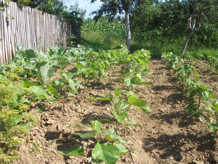 DSCF9932 (03-07-2013); (03-07-2013)
