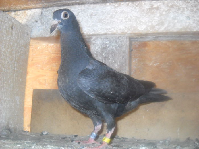 PUI DIN PERECHEA NR 1