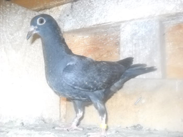 PUI DIN PERECHEA NR 1