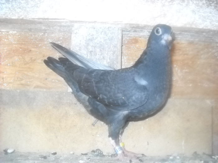 PUI DIN PERECHEA NR 1