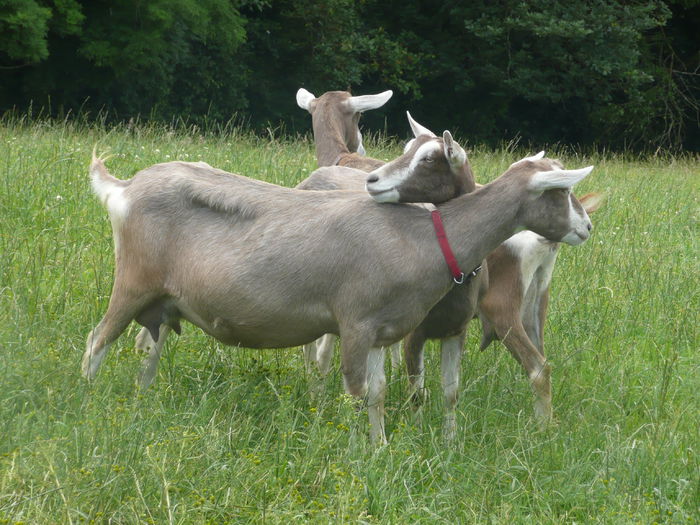 Capre Toggenburg tinere - Rase de oi si capre -Poze deosebite-8