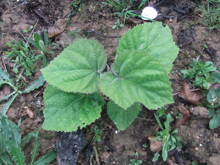 DSCF9298 - locul plantatiei