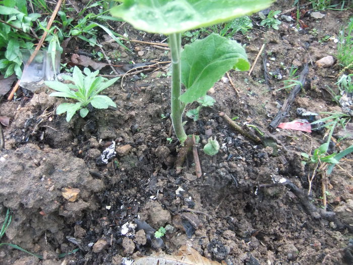 DSCF9296 - locul plantatiei
