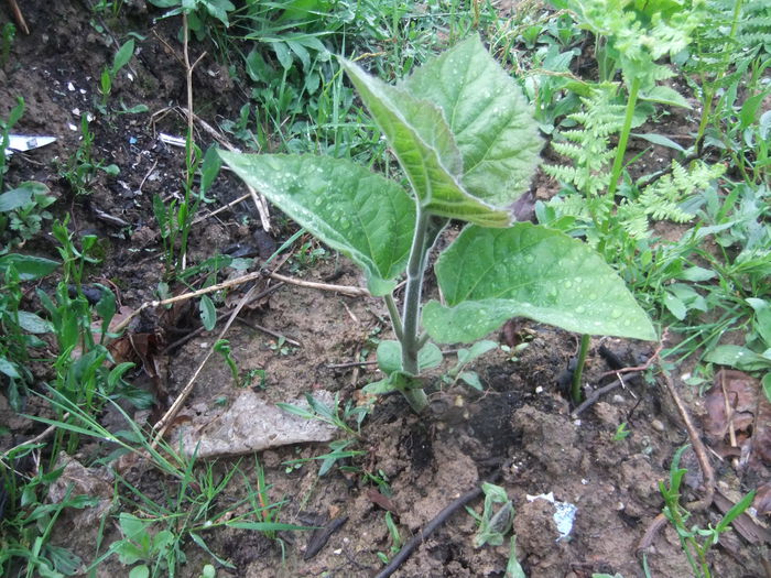DSCF9293 - locul plantatiei