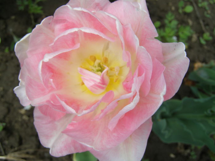 P5010046 - Lalele - lalele - lalele