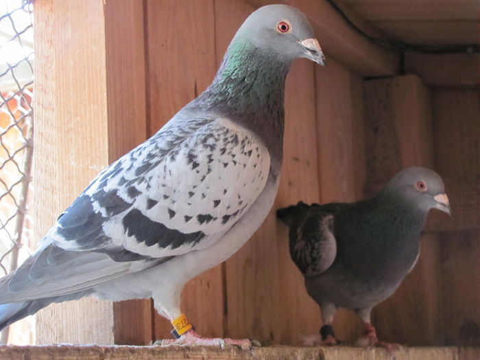 IMG_4254 - 2015 3 mai Medyka