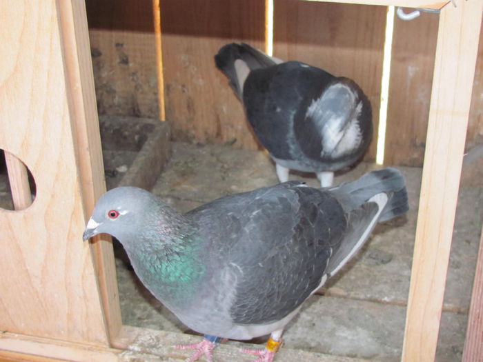 IMG_4264 - 2015 3 mai Medyka