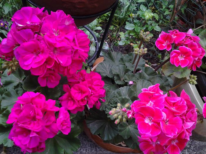 20150429_123355 - Muscatele mele