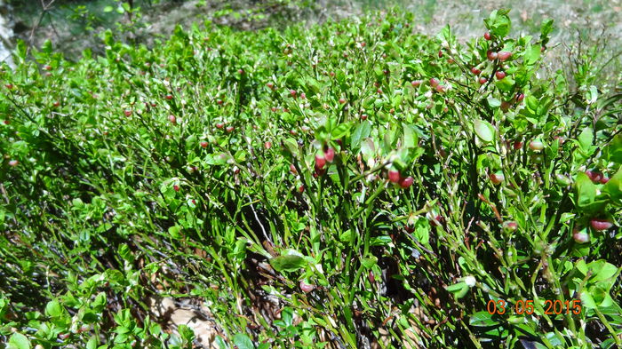 Deja au aparut primii flori; Deja au aparut primii flori
