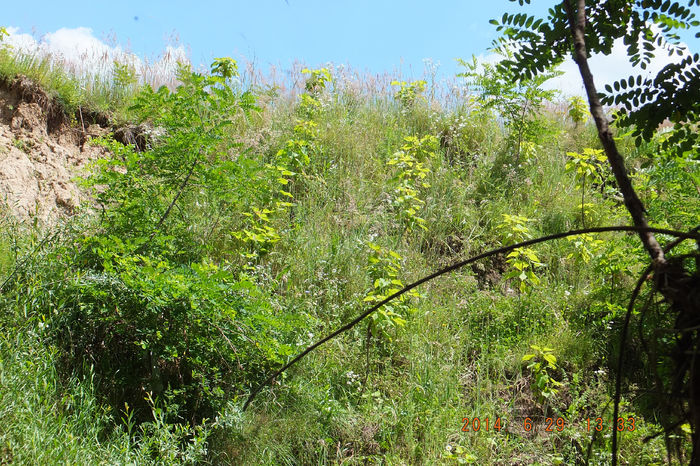 DSCF3335 (29-06-2014); (29-06-2014)
