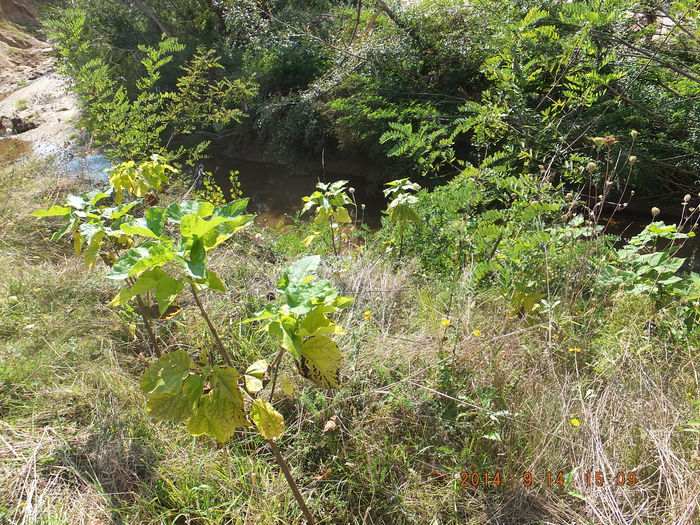 DSCF4316 (14-09-2014); (14-09-2014)
