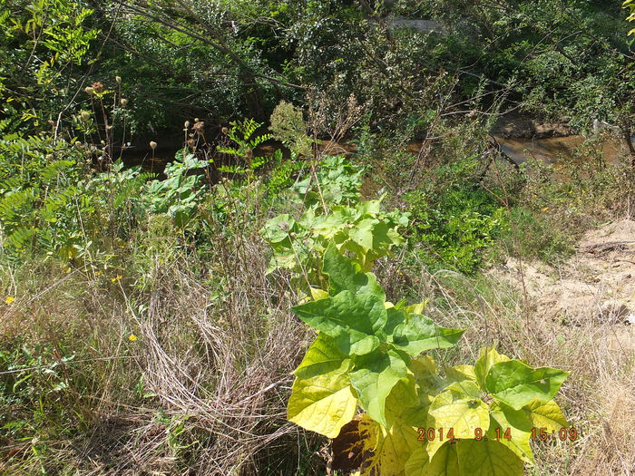 DSCF4317 (14-09-2014); (14-09-2014)
