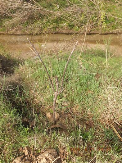 DSCF6090 (27-04-2015); (27-04-2015)
