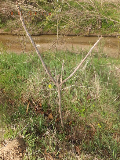 DSCF6091 (27-04-2015); (27-04-2015)
