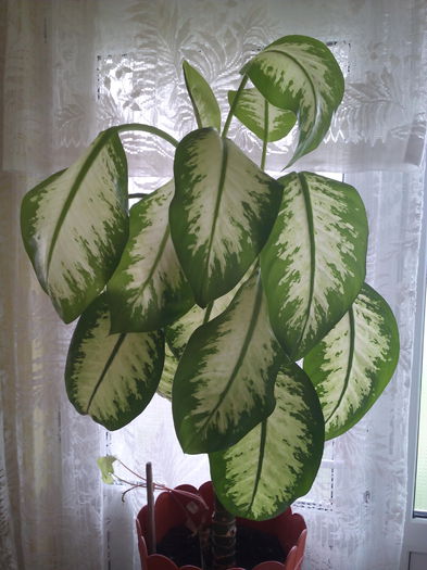 primita cadou acum 3 ani