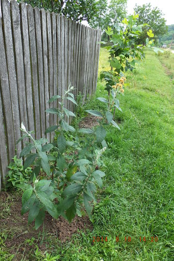 DSCF3284 (18-06-2014) Buddleja Sungold - Buddleja