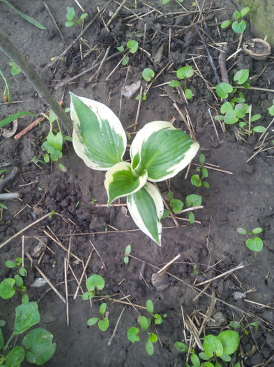 Noua - HOSTA inceput de colectie