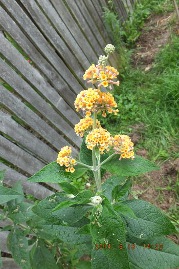 DSCF3285 (18-06-2014) Buddleja Sungold; (18-06-2014) Buddleja Sungold
