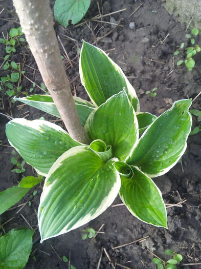 IMG_20150502_081342 - HOSTA inceput de colectie