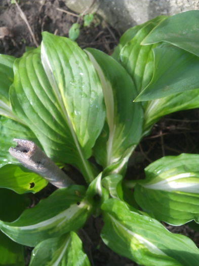 2 - HOSTA inceput de colectie