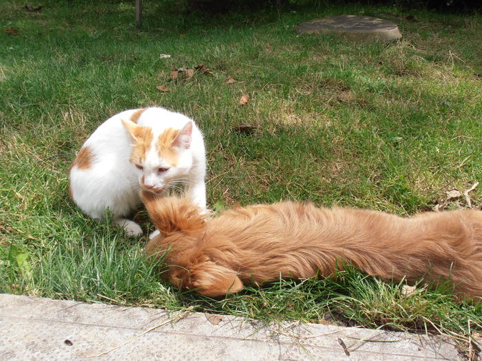 P7300030 - CALEIDOSCOP