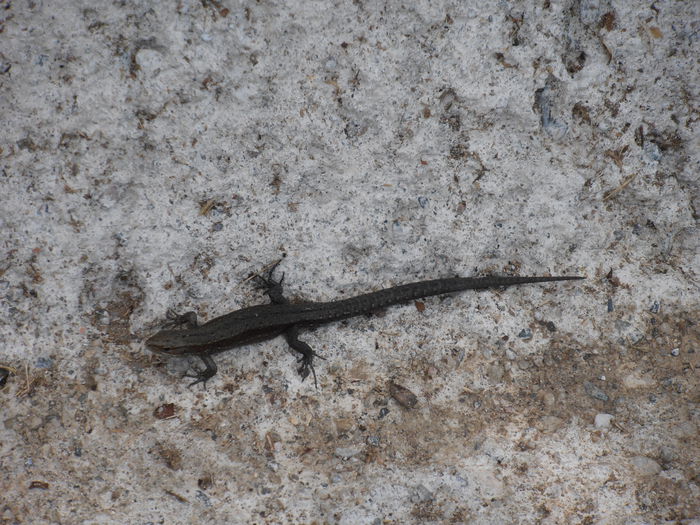 P8110039 - CALEIDOSCOP