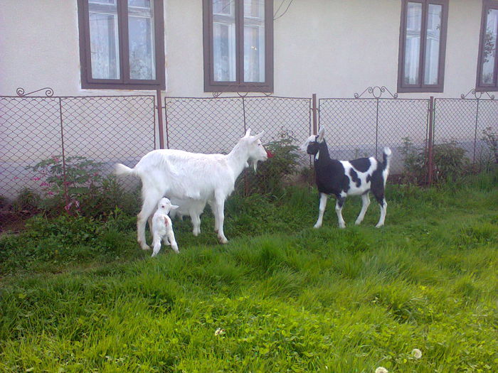 Banutica cu puii ei si sora celor mici , de tata . - CAPRE ALBE SI BALTATE - AU RAMAS DOAR AMINTIRE