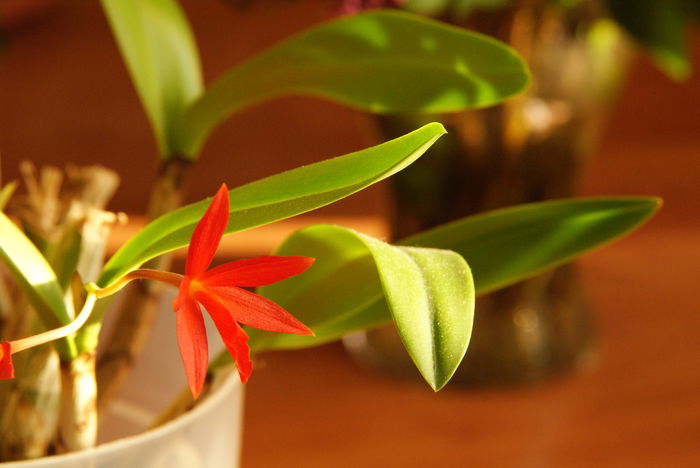 Encyclia vitellina; Reinflorire.
