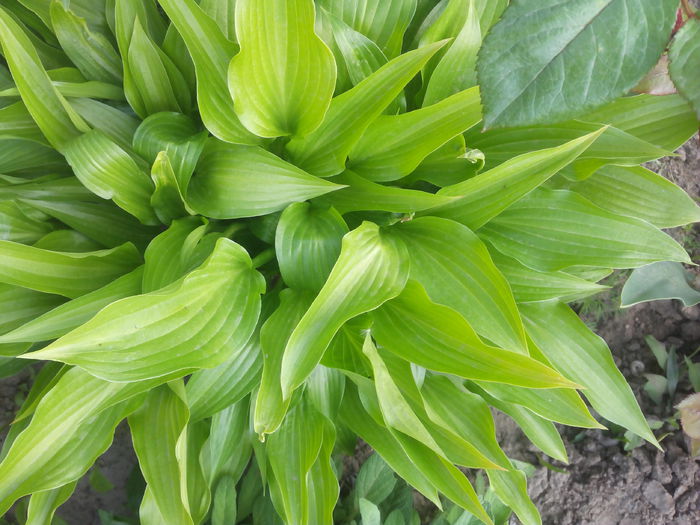 IMG_20150502_081138 - HOSTA inceput de colectie