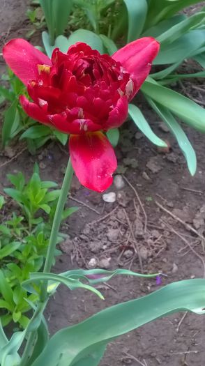 WP_20150501_17_02_53_Pro - Flori de primavara - 2015