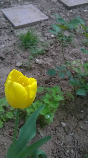 WP_20150427_18_44_24_Pro - Flori de primavara - 2015