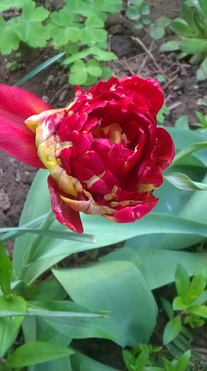 WP_20150501_17_03_39_Pro - Flori de primavara - 2015