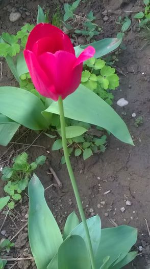 WP_20150501_17_04_08_Pro - Flori de primavara - 2015