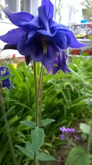 WP_20150427_18_42_08_Pro - Flori de primavara - 2015