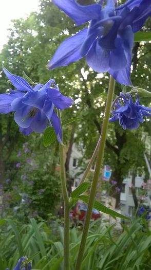 WP_20150427_18_47_12_Pro - Flori de primavara - 2015