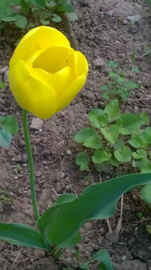 WP_20150501_17_04_18_Pro