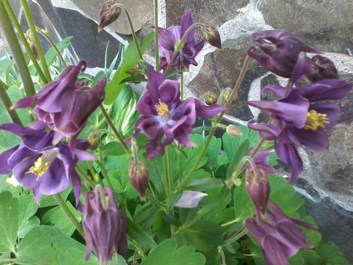 20150503_184724 - PRIMAVARA 2014-2015