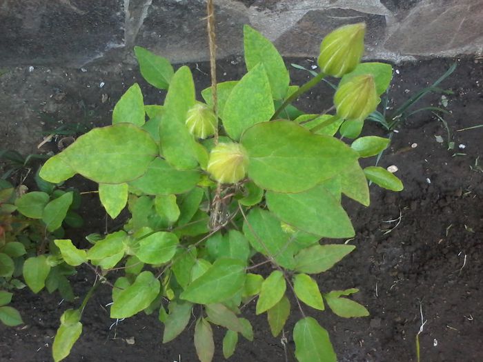 20150503_184630 - clematita 2014-2015-2016-2018-2019