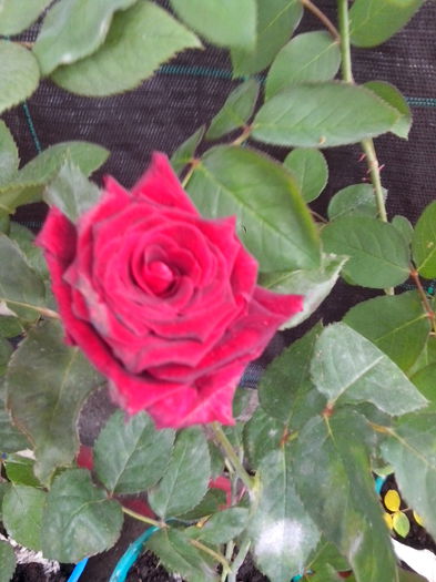 900 - 2015 -Trandafiri de la Helen15