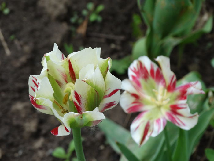 2.05.2015 - b-primavara 2015