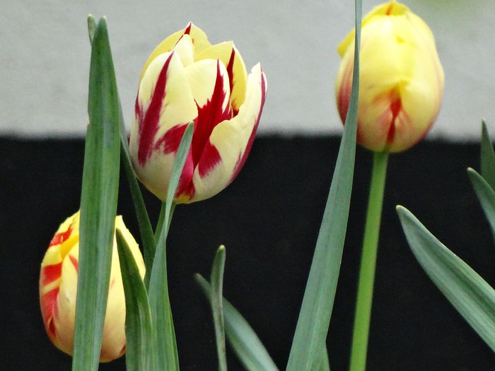 2.05.2015 - b-primavara 2015