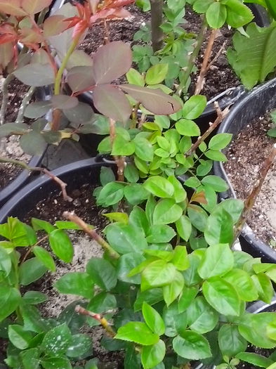 893 - 2015 -Trandafiri de la Helen15