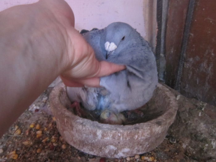 savonna din nou cu puii