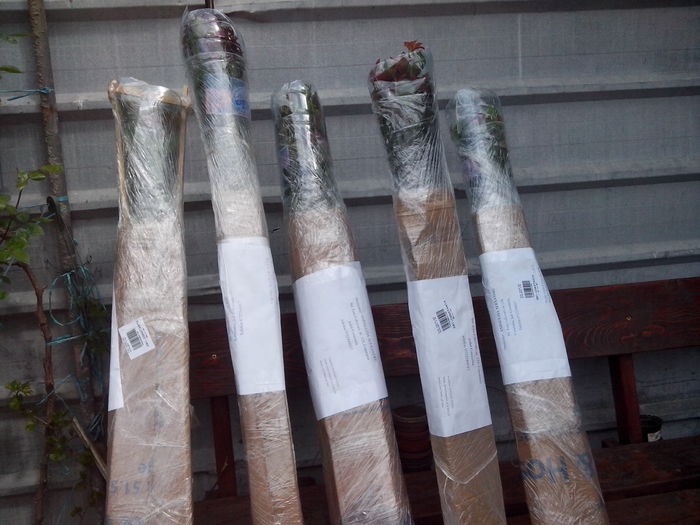 772 - 2015 -Trandafiri de la Helen15