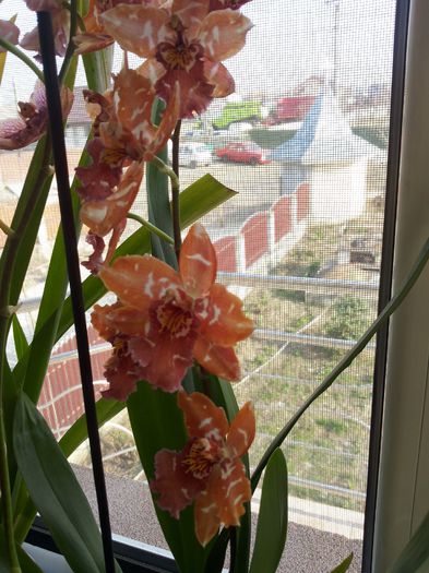 20150324_082446 - florile mele 2015