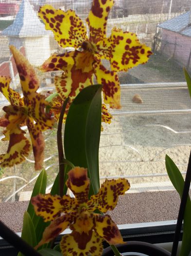 20150324_082456 - florile mele 2015