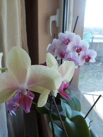 20150324_082317 - florile mele 2015